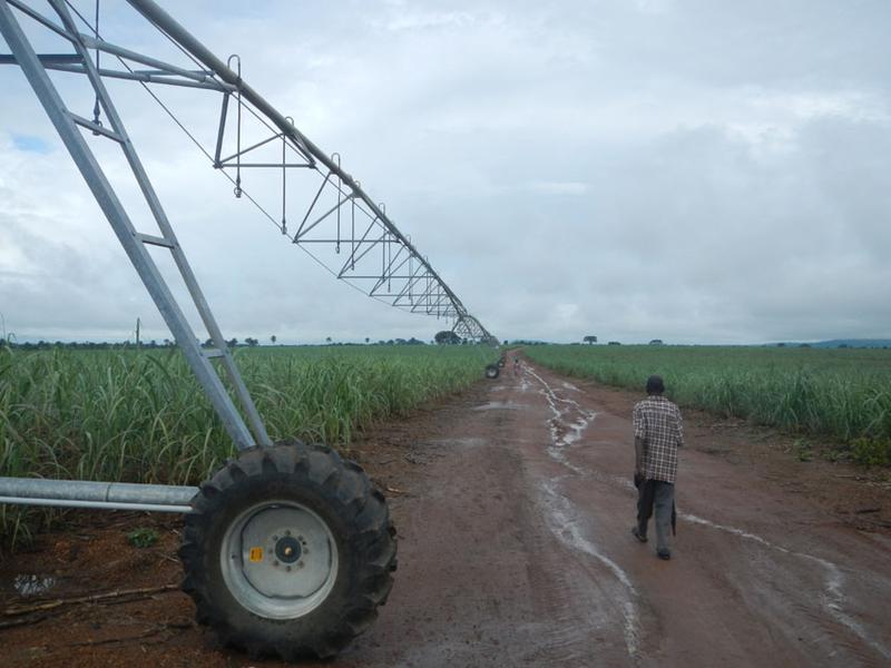 Sugarcane plantation of Addax Bioenergy in Sierra Leone for biofuel production (picture by Fabian Käser)