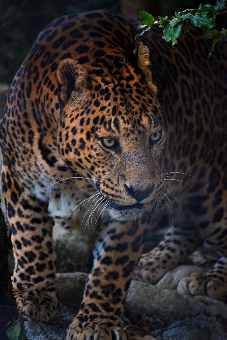 Jaguar