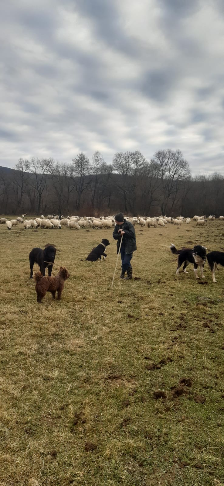 Romanian Shepherd