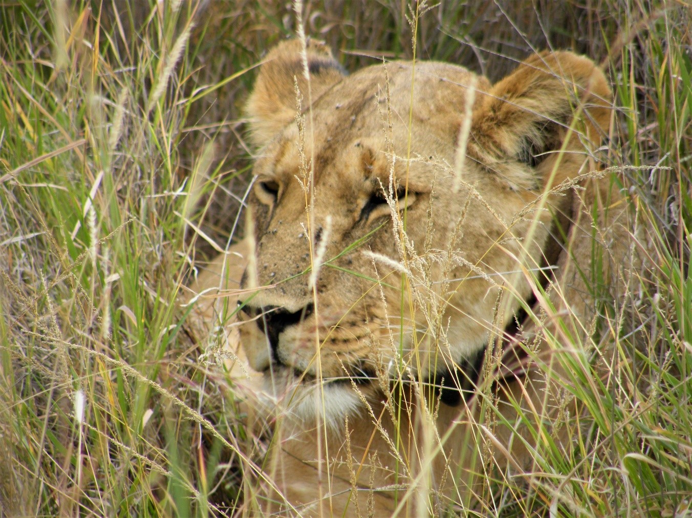 Lion in the grass