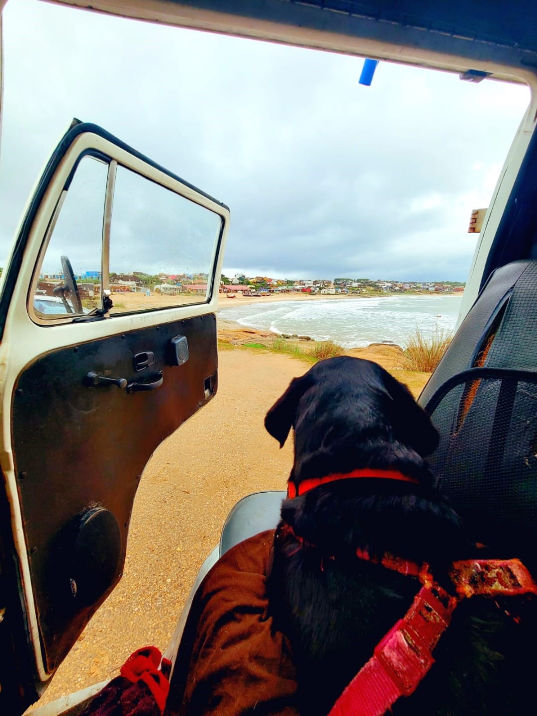 Dog sitting in a car with an open door, watching out on the shore