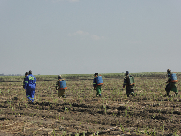 Arbeiter auf einer Rohrzuckerplantage in Sambia