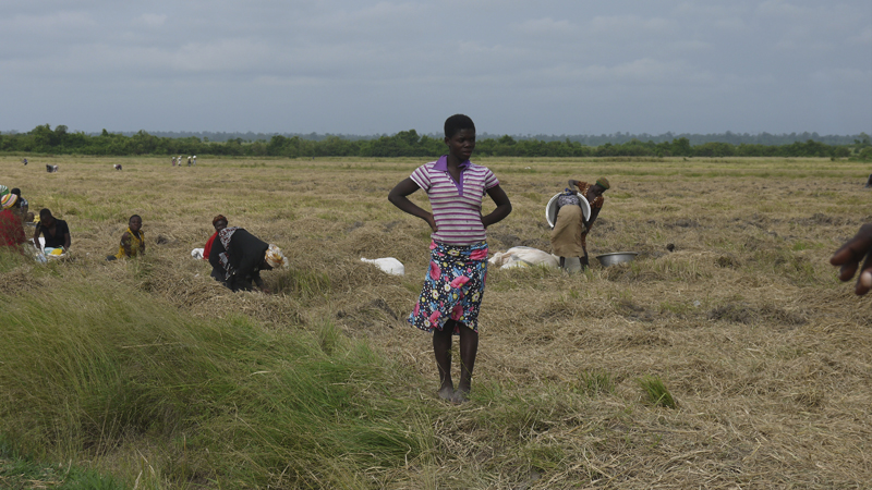 Women picking the left-over rice from GADCO's fields (Photo: Divine Harrison)